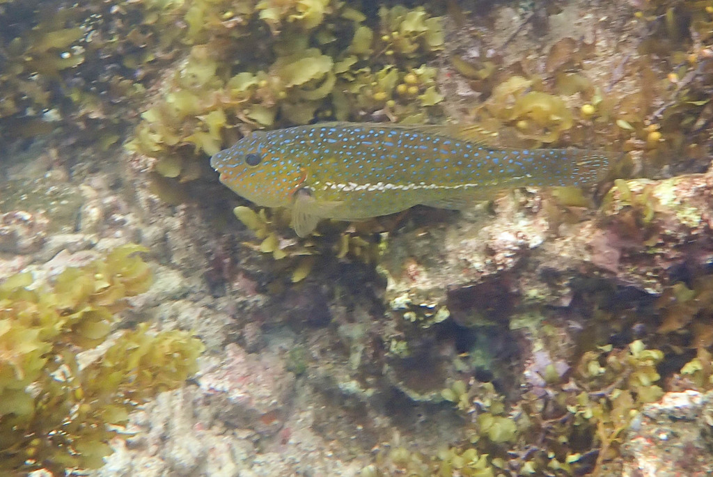 Marbled parrotfish