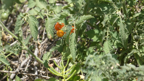 Solanum lycopersicum observed 2026-05-24