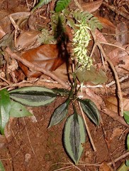 Cyclopogon miradorensis