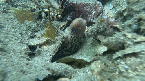 Gymnothorax cribroris observed 2026-05-19