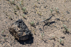 Callisaurus draconoides rhodostictus