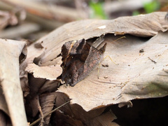 Lasiophila phalaesia