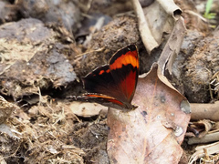 Lasiophila phalaesia