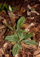 Sarcoglottis rosulata