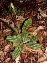Sarcoglottis rosulata