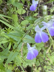 Collinsia multicolor