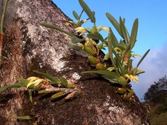 Maxillaria friedrichsthalii