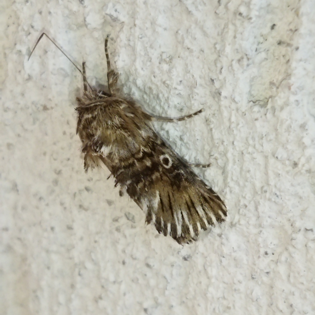 Omphalophana antirrhinii