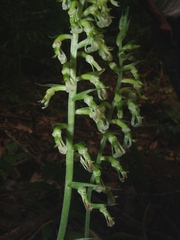 Cyclopogon miradorensis