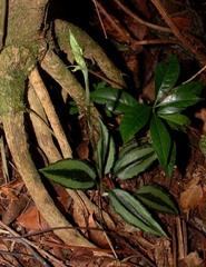 Cyclopogon miradorensis