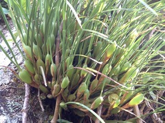Maxillaria tenuifolia