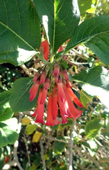 Iochroma coccinea