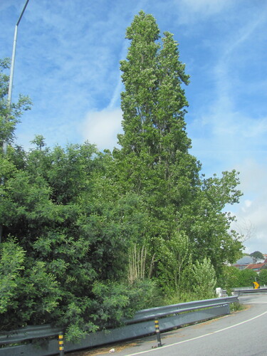 Populus nigra — photo 3