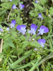 Collinsia multicolor