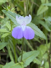 Collinsia multicolor