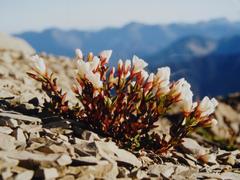 Epilobium vernicosum