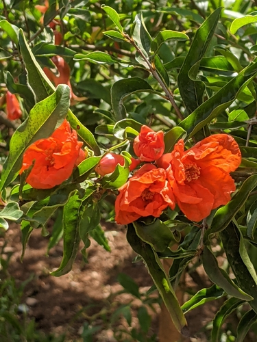 pomegranate