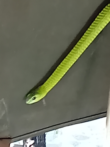 Boomslang