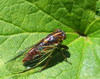 Redtailed Cicadas - Photo (c) janine  logan, some rights reserved (CC BY-ND)