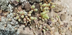 Sedum nuttallii