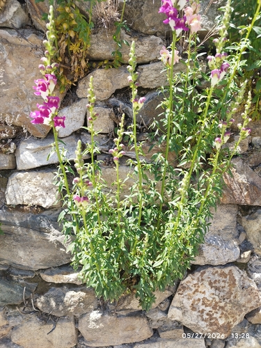 Snapdragon