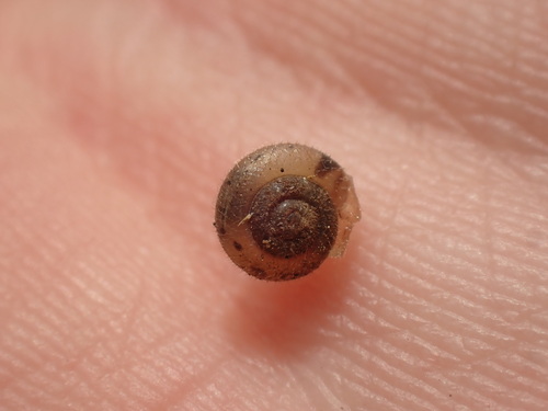 Ashfordia granulata observed 2026-05-22