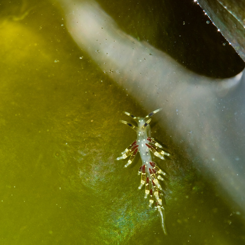 Abronica abronia