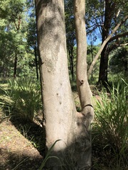 Eucalyptus propinqua