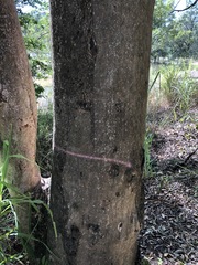 Eucalyptus propinqua