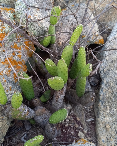 Tacinga subcylindrica