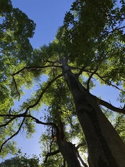 Eucalyptus propinqua