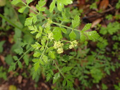 Osmorhiza brachypoda