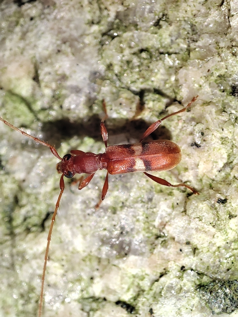Chinobrium mediofasciatum