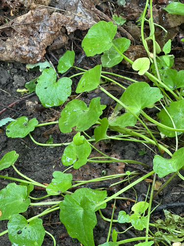 Наблюдение на iNaturalist