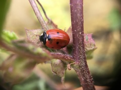 Coccinella septempunctata