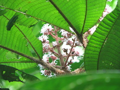 Miconia paleacea