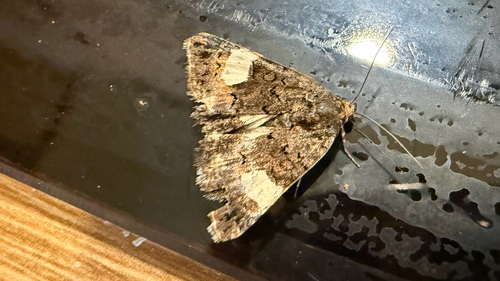 Four-spotted Moth