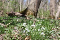 Claytonia virginica