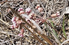 Asclepias senecionifolia