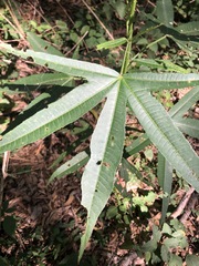 Hibiscus heterophyllus