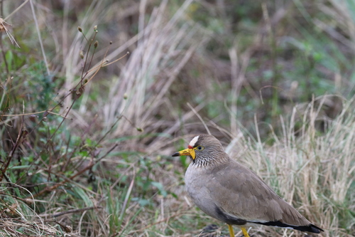 iNaturalist: (c) Vince Surics, some rights reserved (CC BY-NC), uploaded by Vince Surics iNaturalist image