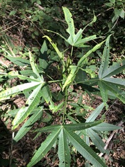 Hibiscus heterophyllus