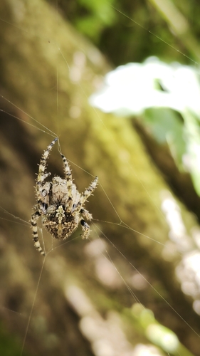 Araneus circe