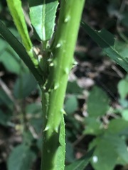 Hibiscus heterophyllus