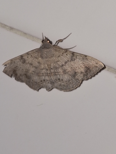 Velvetbean Caterpillar Moth