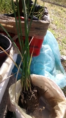 Juncus arcticus mexicanus
