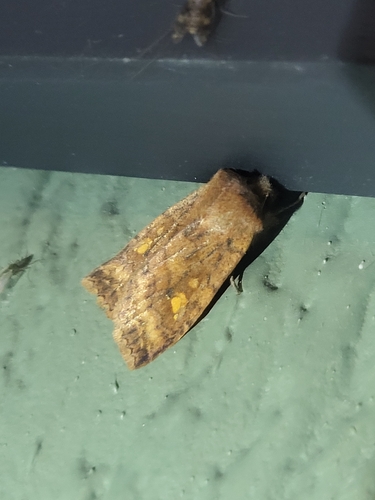 Three-spotted Sallow photo 4