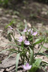 Claytonia virginica