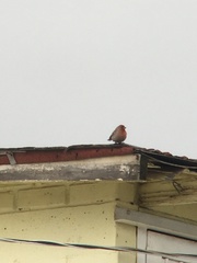 Haemorhous mexicanus