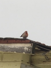 Haemorhous mexicanus